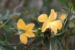 Barleria prionitis